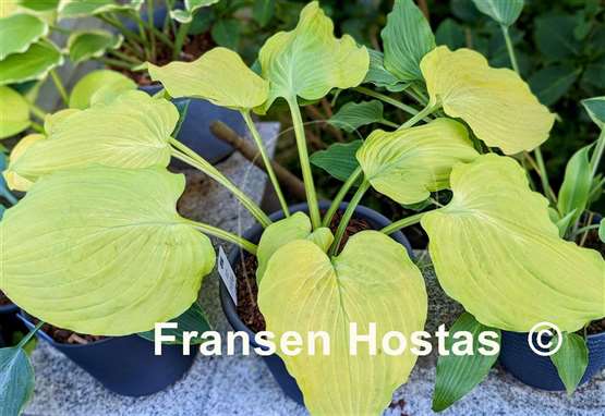 Hosta Glory