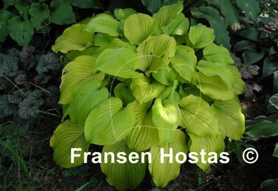 Hosta Glory