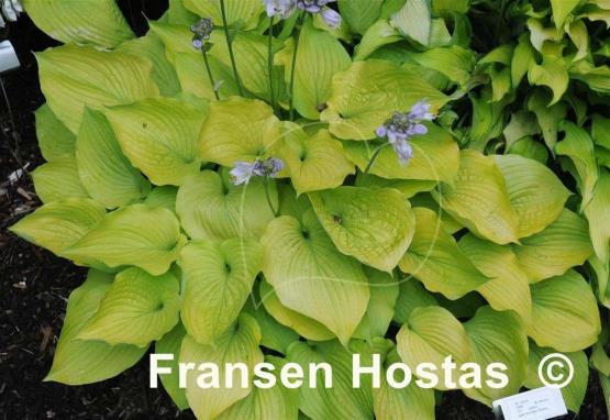 Hosta Glory