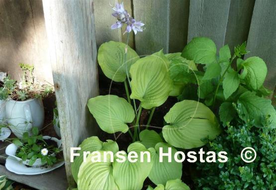 Hosta Glory