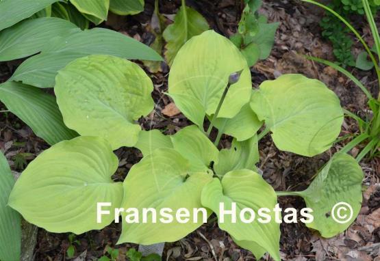 Hosta Glory