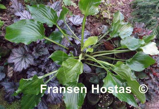 Hosta Glossy Ruffles