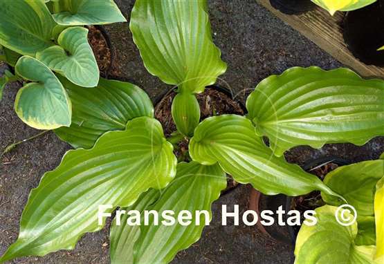 Hosta Glossy Ruffles