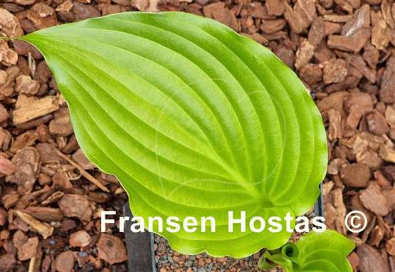 Hosta Glossy Ruffles