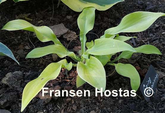Hosta Going Bananas