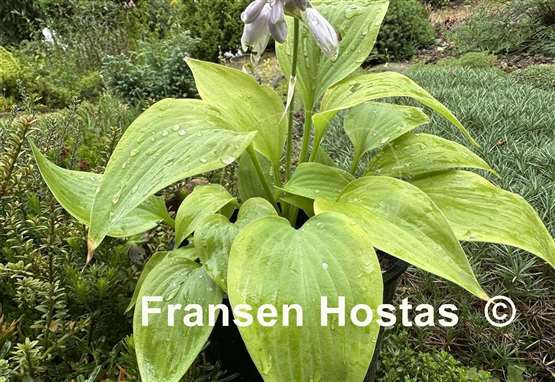 Hosta Going for Gold