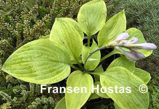 Hosta Going for Gold
