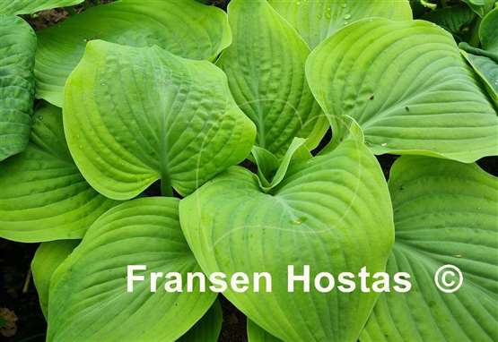 Hosta Going for Gold