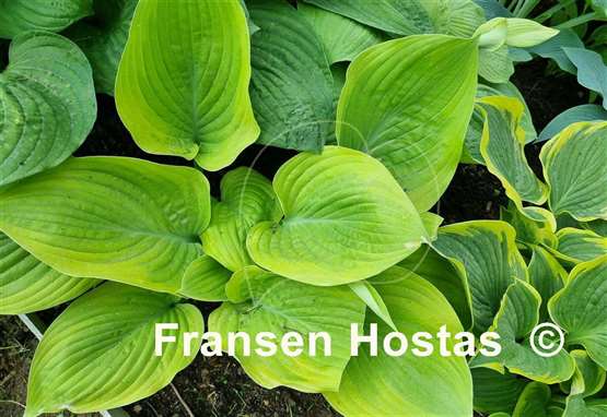 Hosta Going for Gold