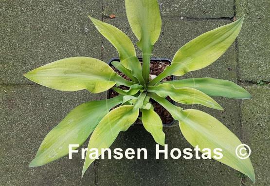 Hosta Going Bananas
