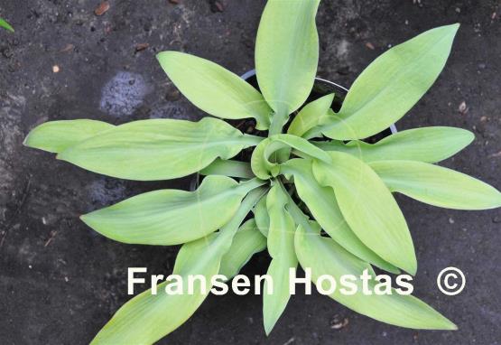 Hosta Going Bananas