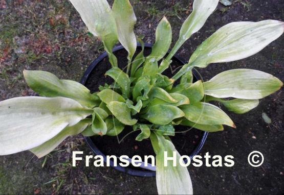 Hosta Going Bananas