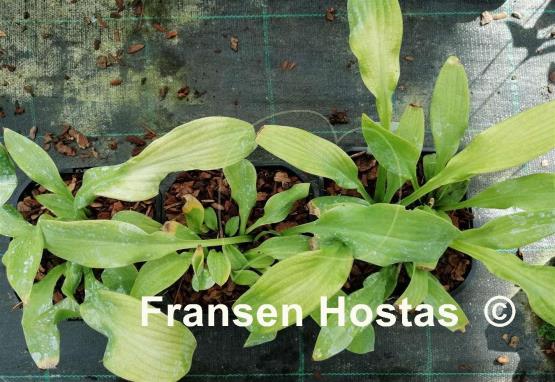 Hosta Going Bananas