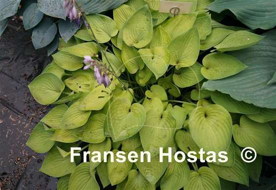 Hosta Gold Edger