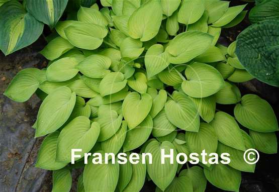 Hosta Gold Edger