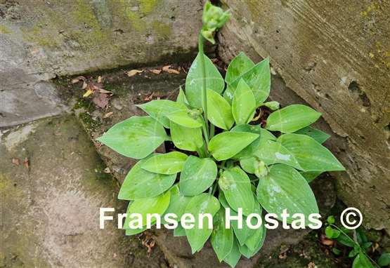 Hosta Gold Edger