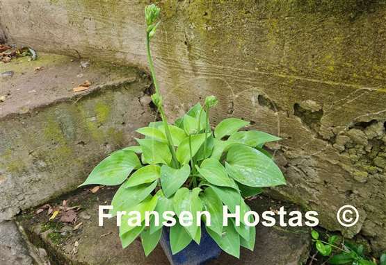 Hosta Gold Edger