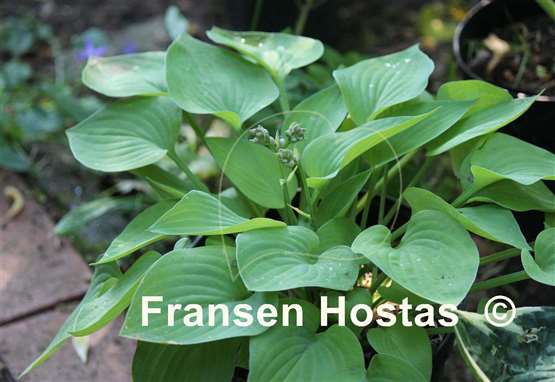 Hosta Gold Edger