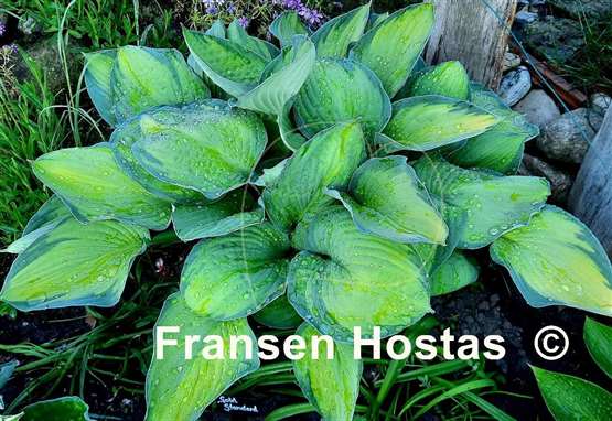Hosta Gold Standard