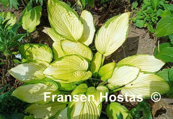 Hosta Gold Standard