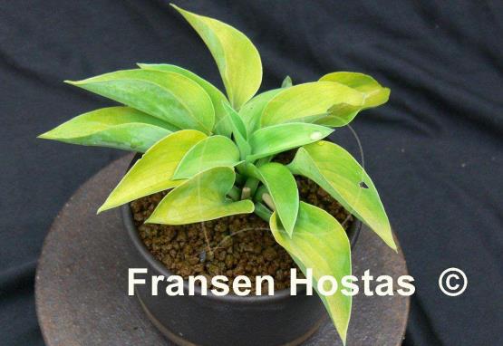 Hosta Gold Drop