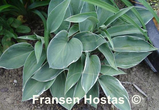 Hosta Gold Edger Surprise
