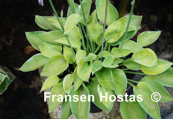 Hosta Gold Edger Surprise