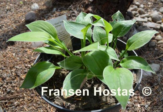 Hosta Gold Edger Surprise