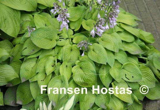 Hosta Gold Edger