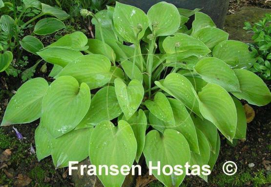 Hosta Gold Edger