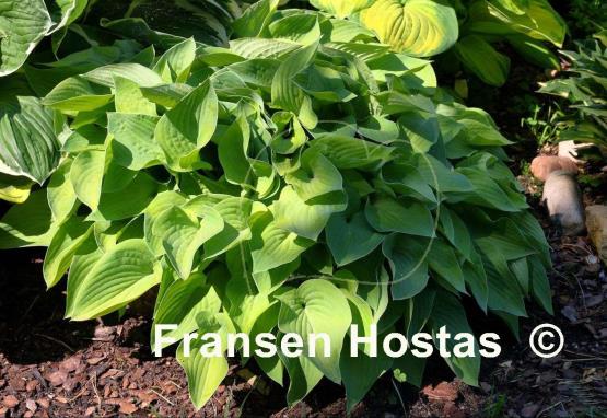 Hosta Gold Edger