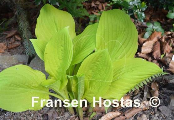 Hosta Gold Haze