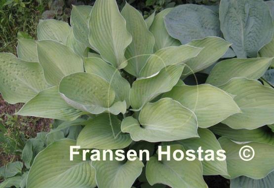 Hosta Gold Regal
