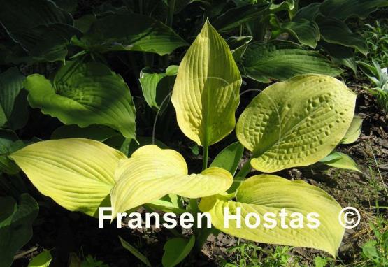 Hosta Gold Regal