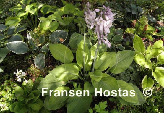 Hosta Gold Regal