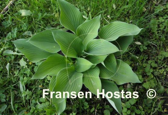 Hosta Gold Regal