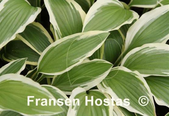Hosta Gold Splash