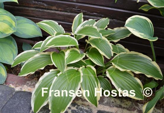 Hosta Gold Splash