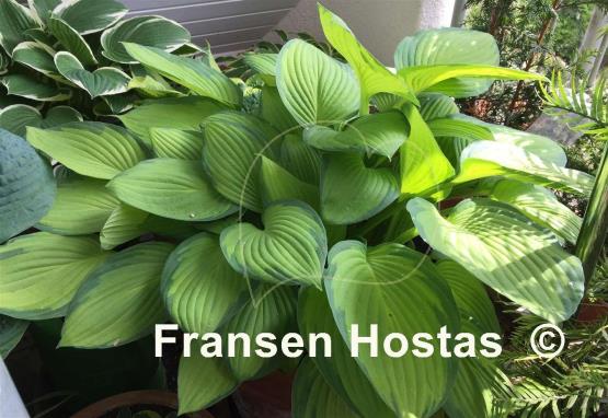 Hosta Gold Standard