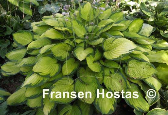 Hosta Gold Standard
