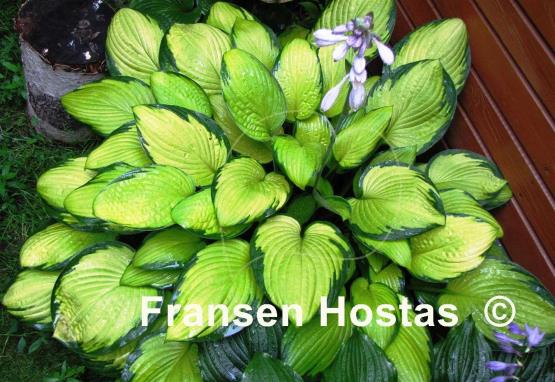 Hosta Gold Standard