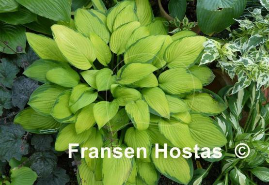 Hosta Gold Standard