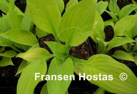 Hosta Gold Vision