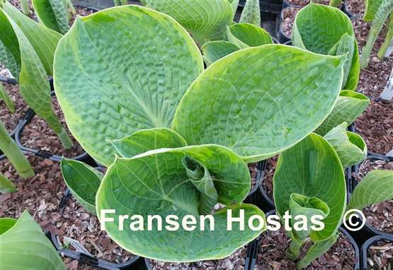 Hosta Goldbrook Gaynor