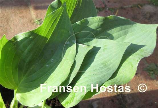 Hosta Goldbrook Genie