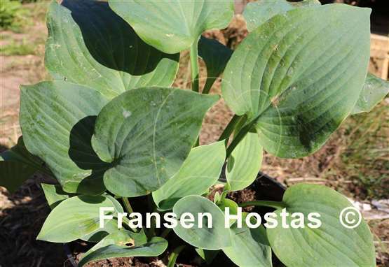 Hosta Goldbrook Genie