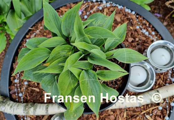 Hosta Goldbrook Genie