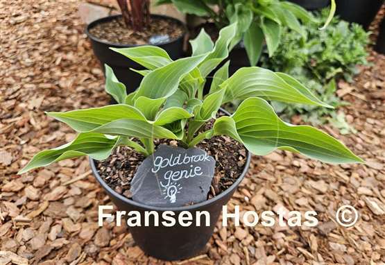 Hosta Goldbrook Genie