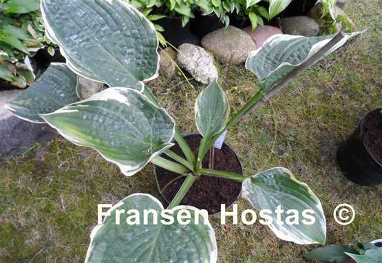 Hosta Goldbrook Glamour