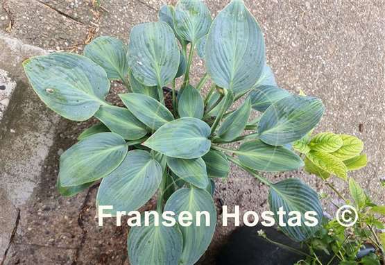 Hosta Goldbrook Glimmer